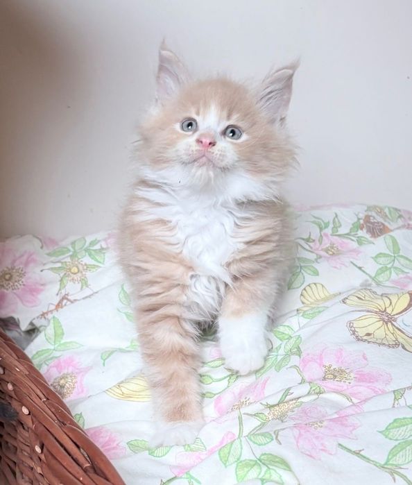 Maine Coon - Piękny kocurek !