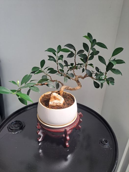 Bonsai Ficus com base em madeira