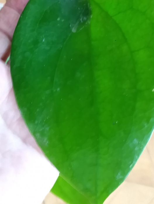 Hoya citrina rosnąca