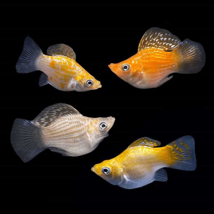 Molly Balão Sortidas