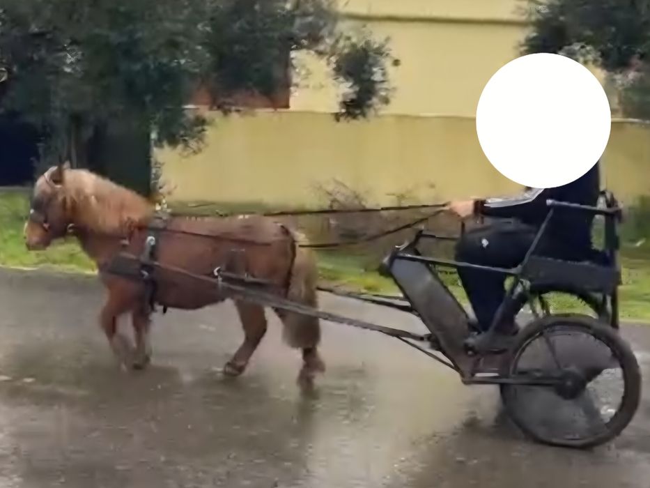 Charret pónei zona de Alcobaça