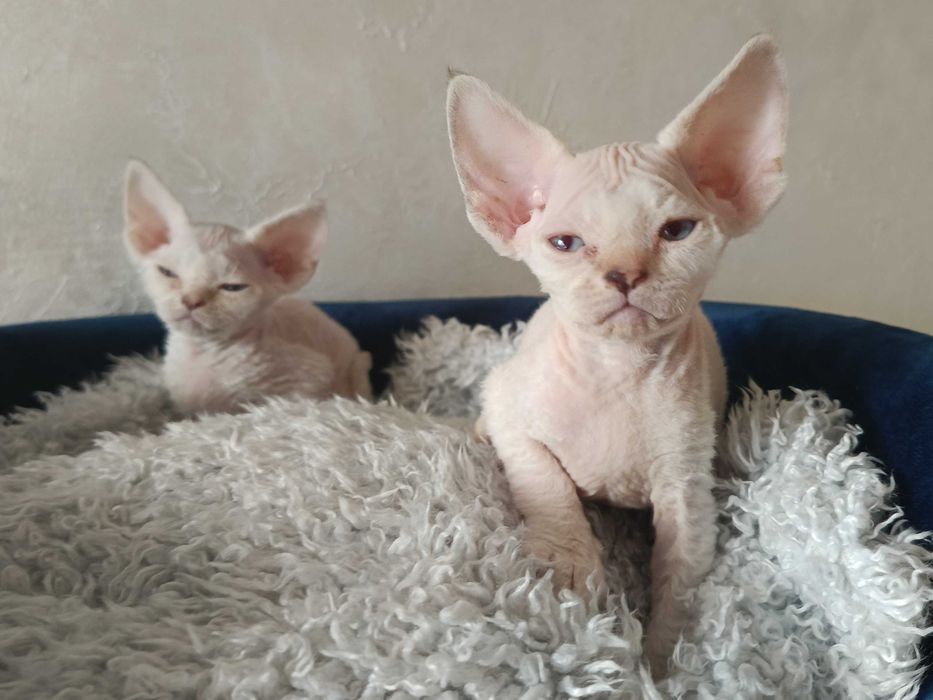 Koteczka Devon Rex (szylkretowy pręgowany point)