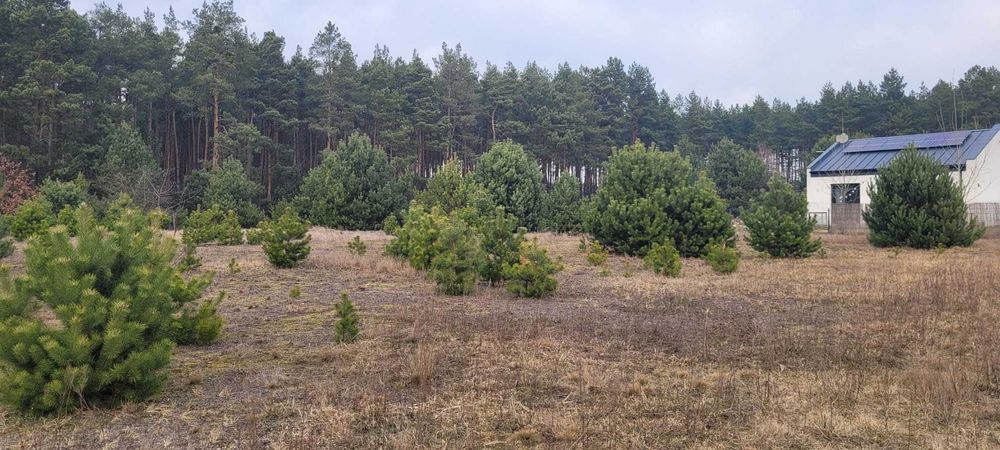 Działka z warunkami zabudowy, 1240 m2, Palaty k. Grabowa