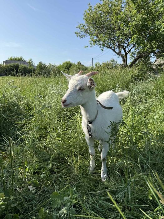 Продам гарних козочок