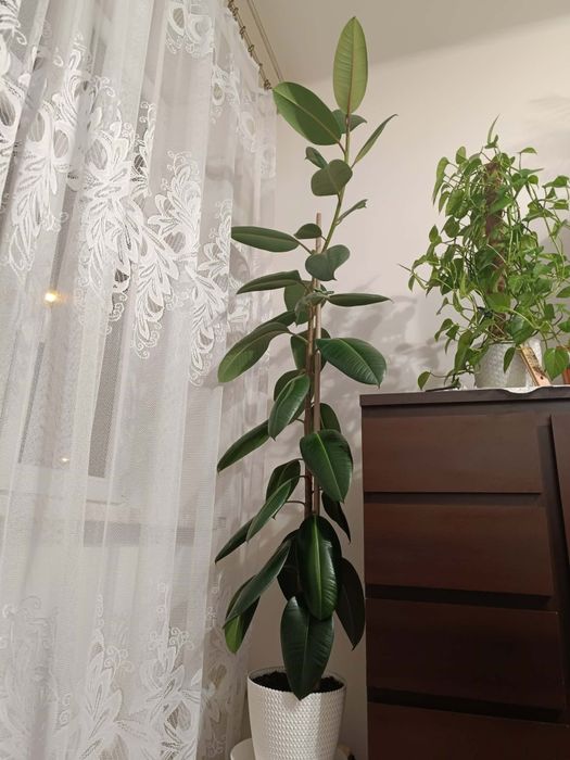 Fikus sprężysty 2m