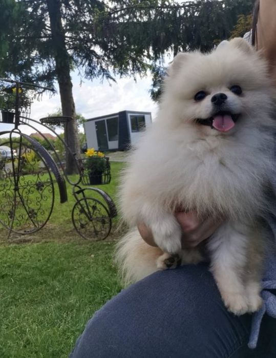 Pieseczek  pomeranian