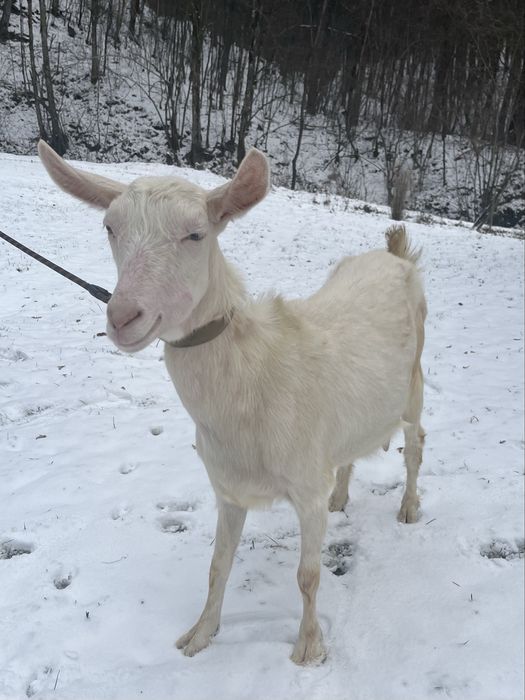 Кози англо-нубійська, занецька