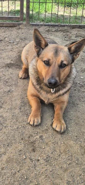 Mały chłopczyk do adopcji