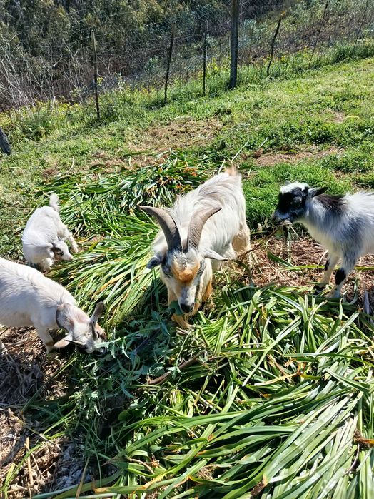 Tenho Cabrito para venda