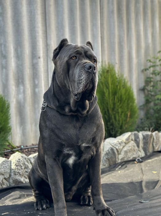 Вязка кане корсо ,кобель с документами