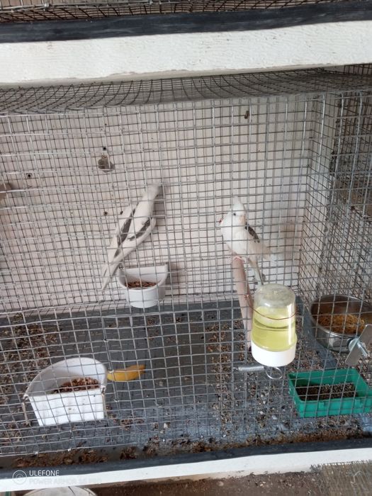 Vendo caturras brancas