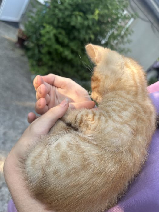 Віддам котика в добрі руки! Безкоштовно