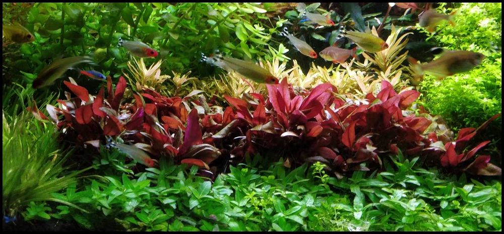 Alternanthera reineckii Mini
