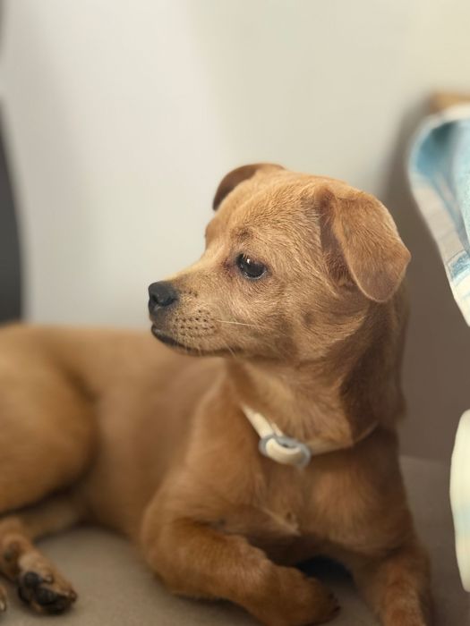 Adotar cão raça pequena