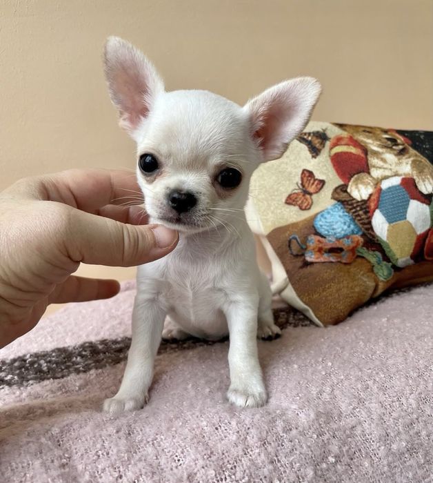 Гарнюній хлопчик чіхуахуа