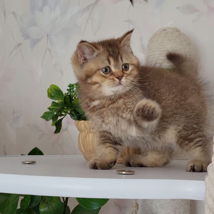 Братик та сестричка !