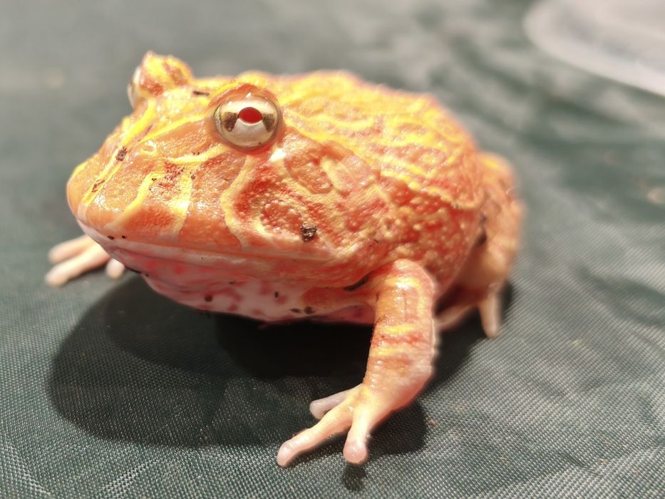 Żaba rogata Strawberry (Pacman frog) – unikalna barwa, zdrowa, Wałbrzy