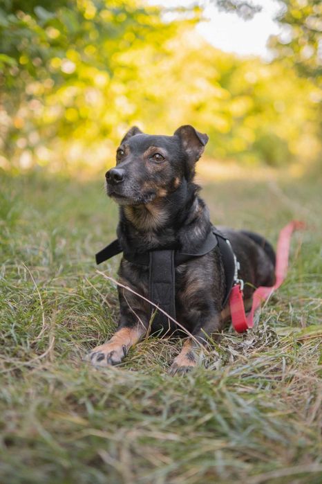 pilnie szukamy domku dla małego pieska