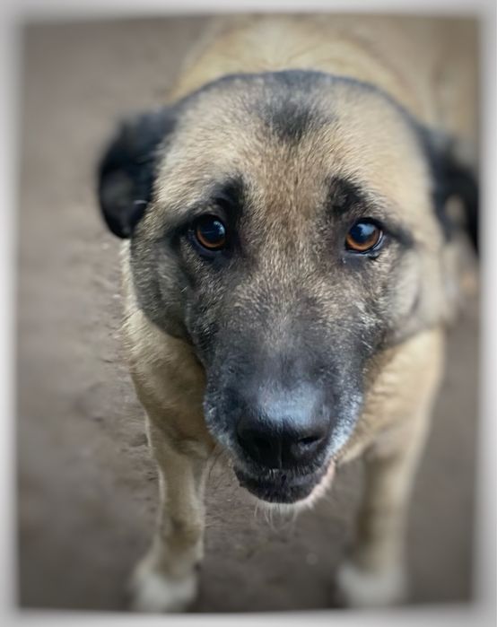 Sunia -Papunia , sunia do domu z ogrodem