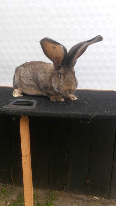 KROLIKI Belgijskie Sprzedam