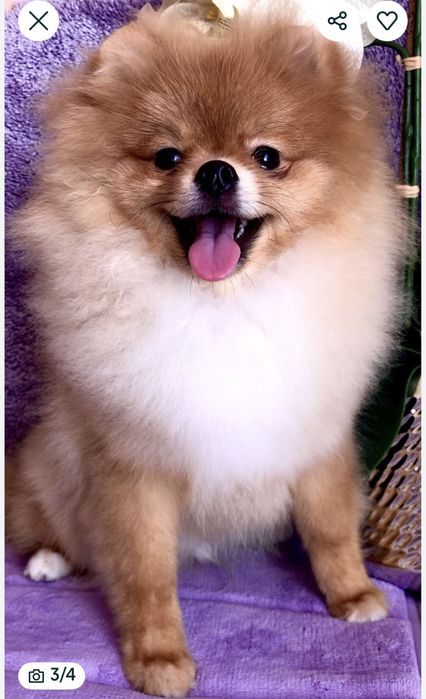 Померанський шпіц .Кобель 7 міс. КСУ