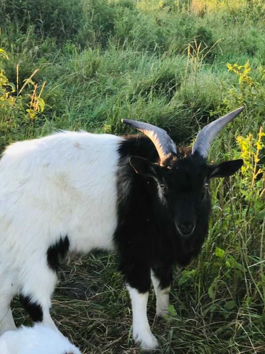 Продам молодих кітних кізочок  1 рік