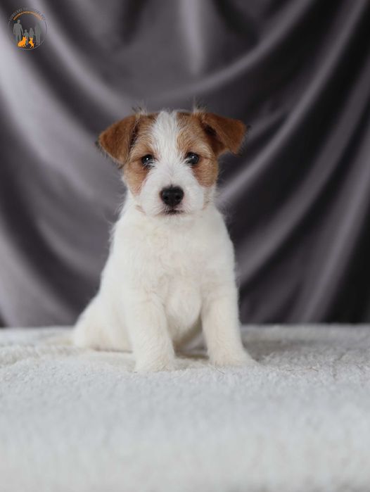Jack Russell Terrier ZKwP FCI piesek rezerwacja