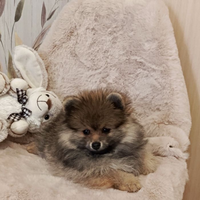 Веселі міні шпіцулі