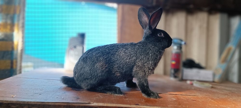 Продаж кролів Полтавське Срібло.