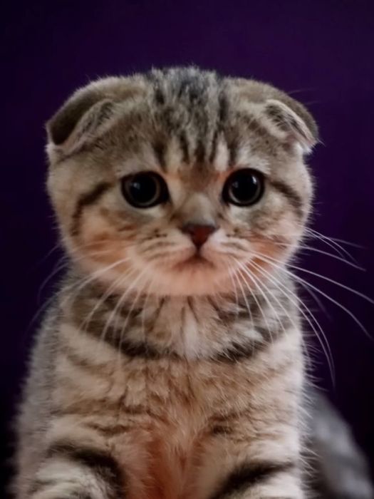 Чарівний хлопчик