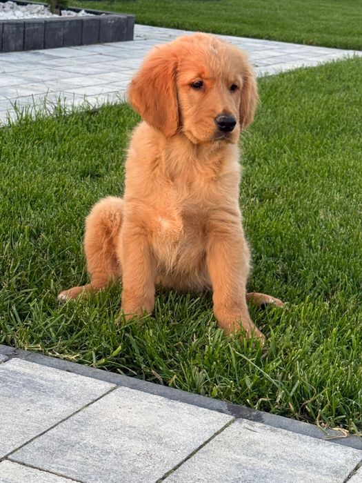 Piekny Piesek Golden Retriever