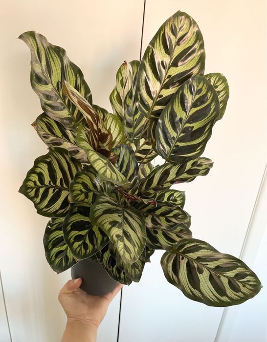 Conjunto plantas de interior