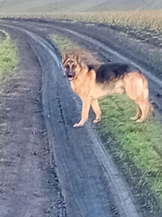 Німецька вівчарка