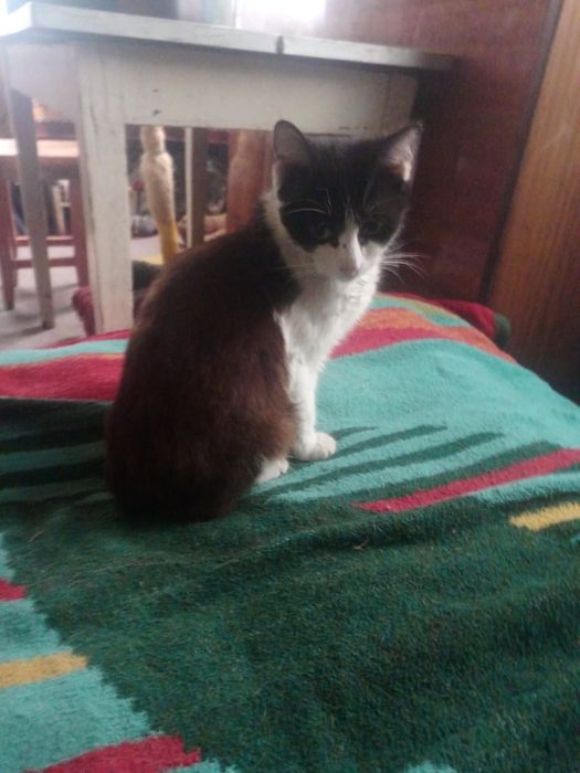 Віддам дуже ласкавого котика