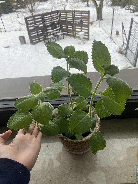 Oregano kubańskie, mieta meksykańska