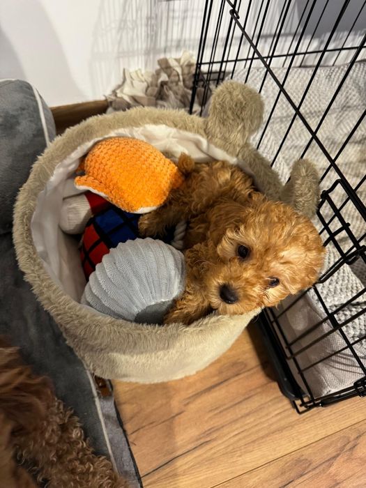 Piesek Bolek - pudel miniatura ZHPR UCI