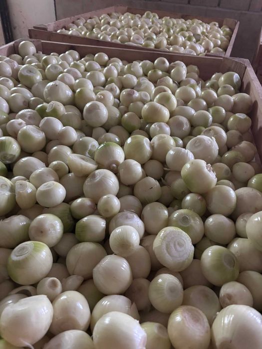 Cebula obrana na biało