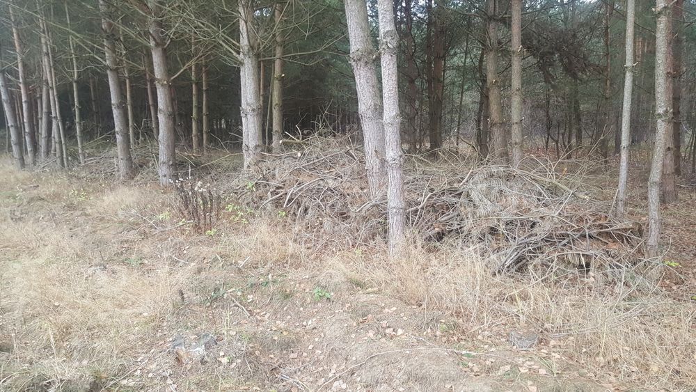 Oddam za darmo gałęzie.