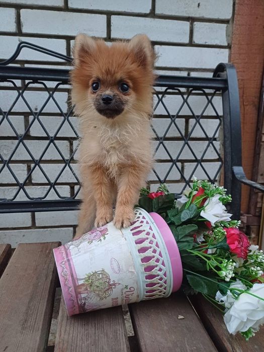 Мілашка дівчинка-померанський шпіц