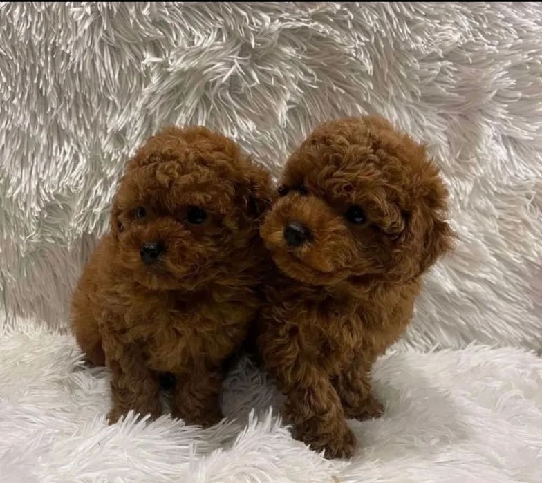 Той пудель . хлопці  красавчікі