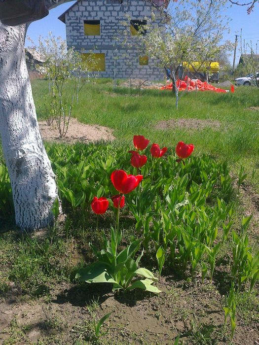 Земельна ділянка під будівництво або садівництво