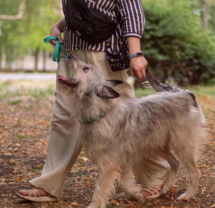 Кінолог онлайн, дрессерування