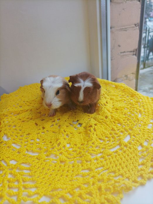 Морские свинки из питомника