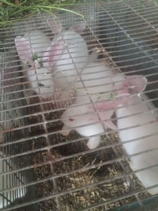 Термонська біла різного віку