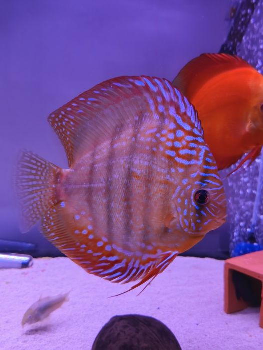 Discus adulto 15 a 16 cm mais ou menos