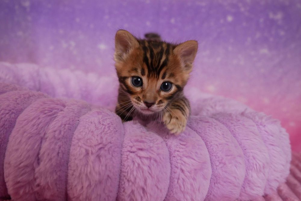 Przepiekna koteczka bengalska