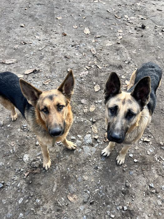 Овчарки в Добрые руки, два друга, Один ВЕО другой Немец
