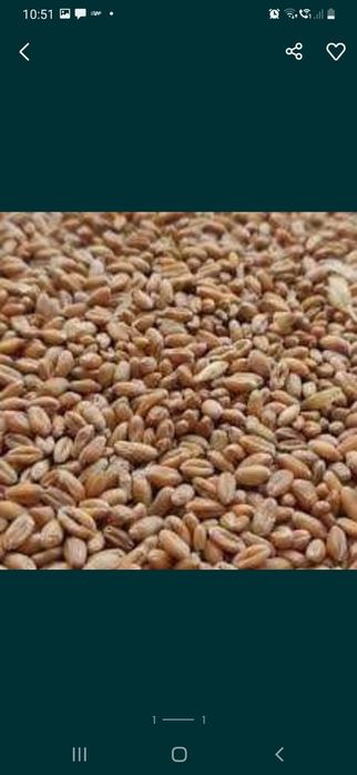 Pszenica, owies worek