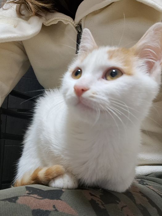 Котинята 1 Хлопчик