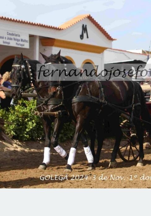 Éguas para venda